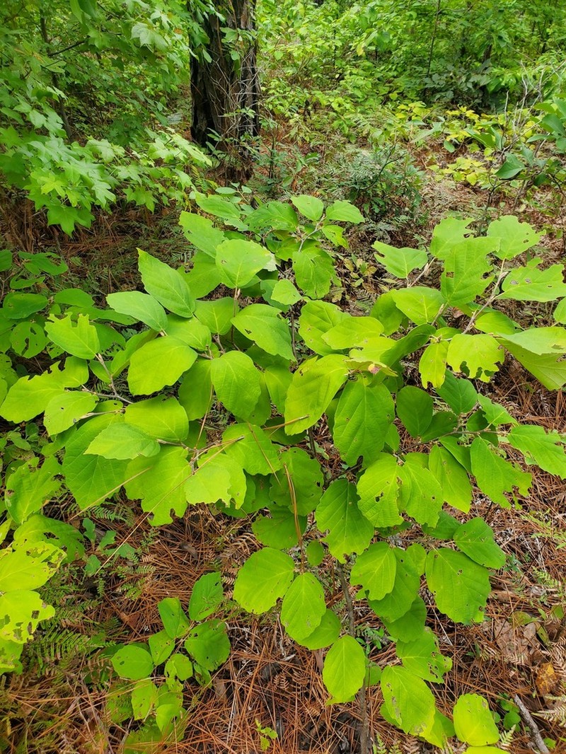 Leonard's Witch Hazel photo 4