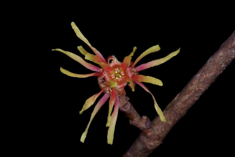 Leonard's Witch Hazel photo 5