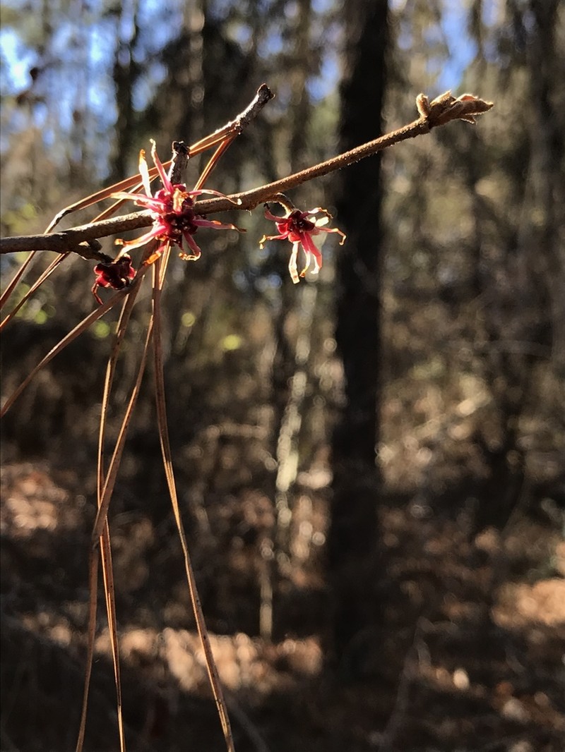 Leonard's Witch Hazel photo 6