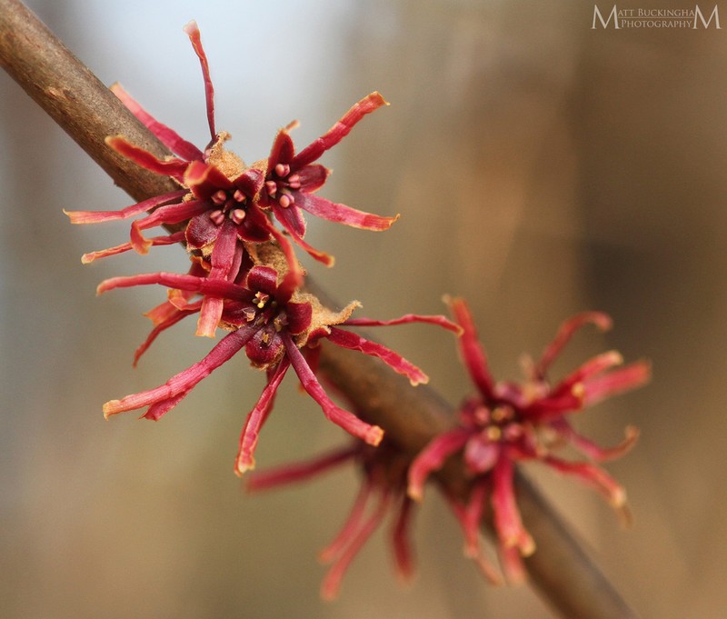 Leonard's Witch Hazel photo 7