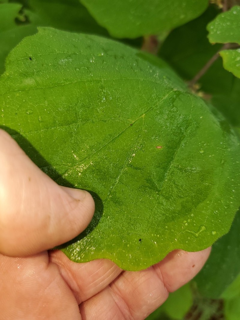 Leonard's Witch Hazel photo 8