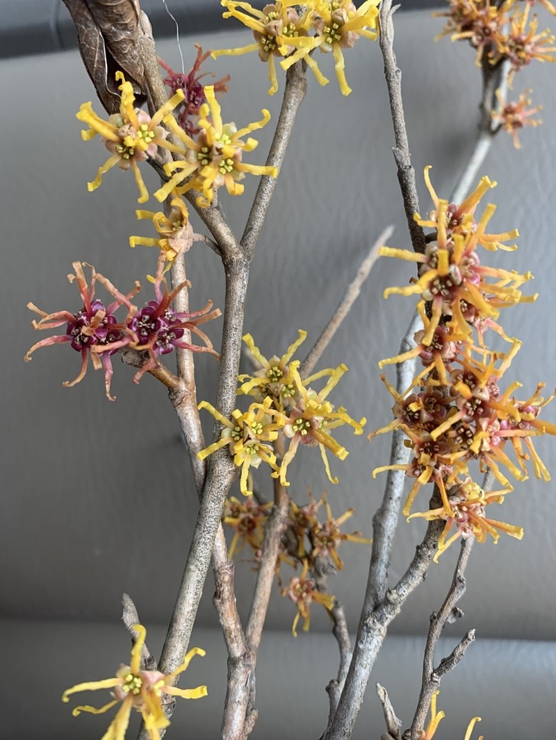 Ozark Witchhazel