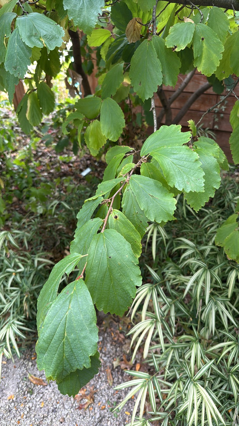 Ozark Witchhazel photo 2