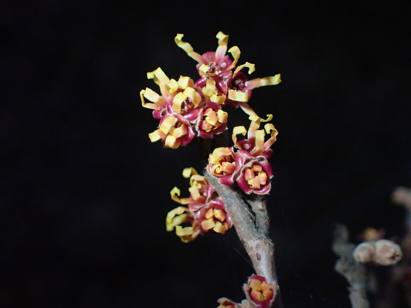 Ozark Witchhazel photo 3