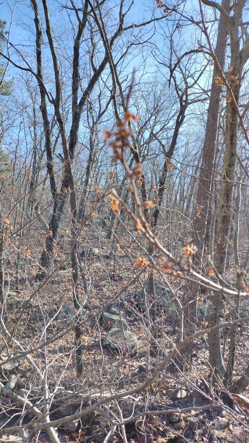 Ozark Witchhazel photo 4