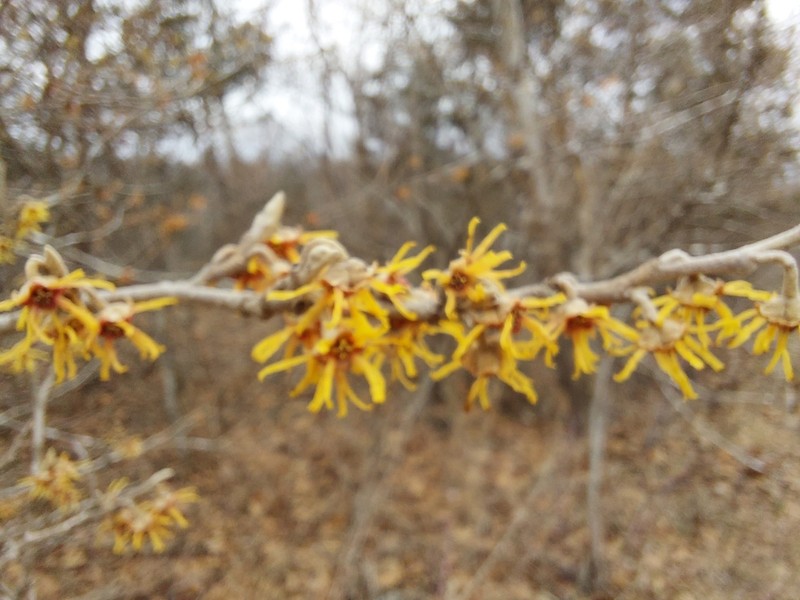 Ozark Witchhazel photo 5
