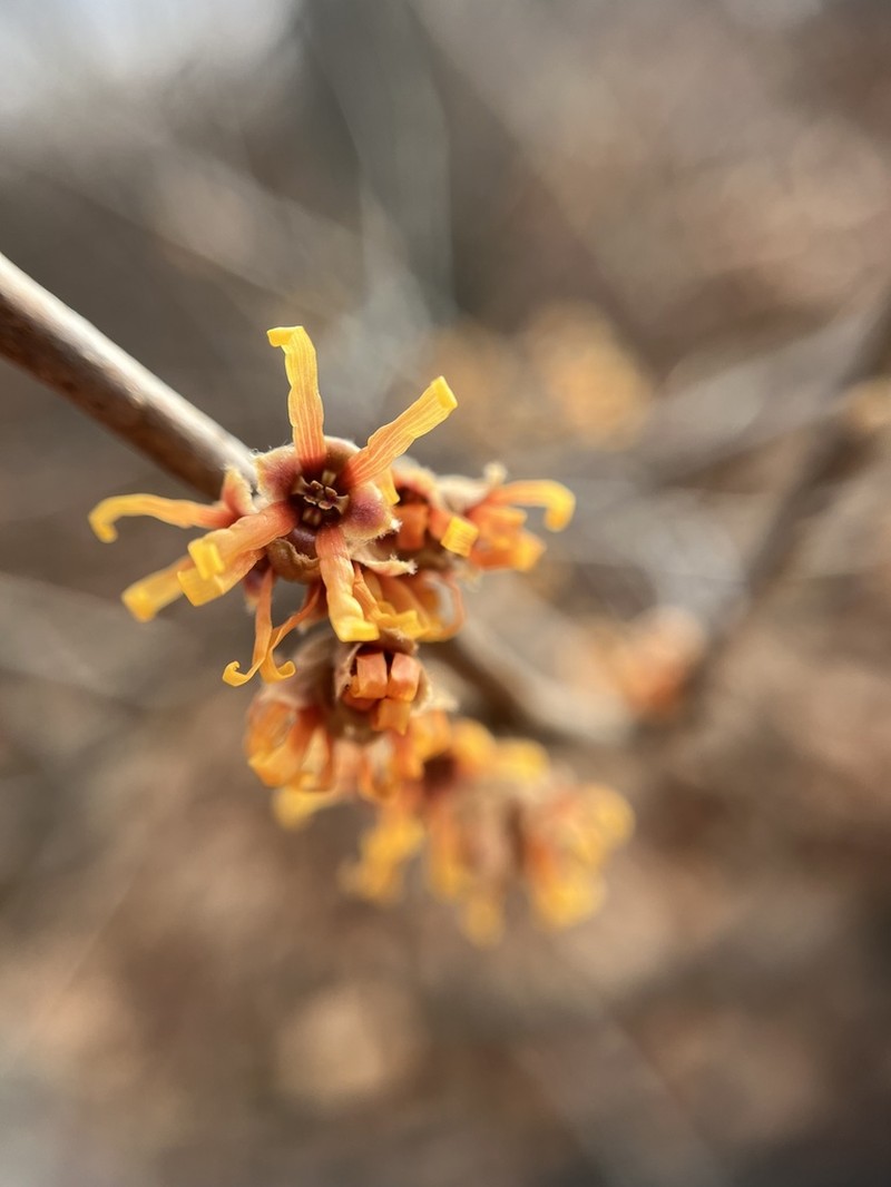 Ozark Witchhazel photo 6