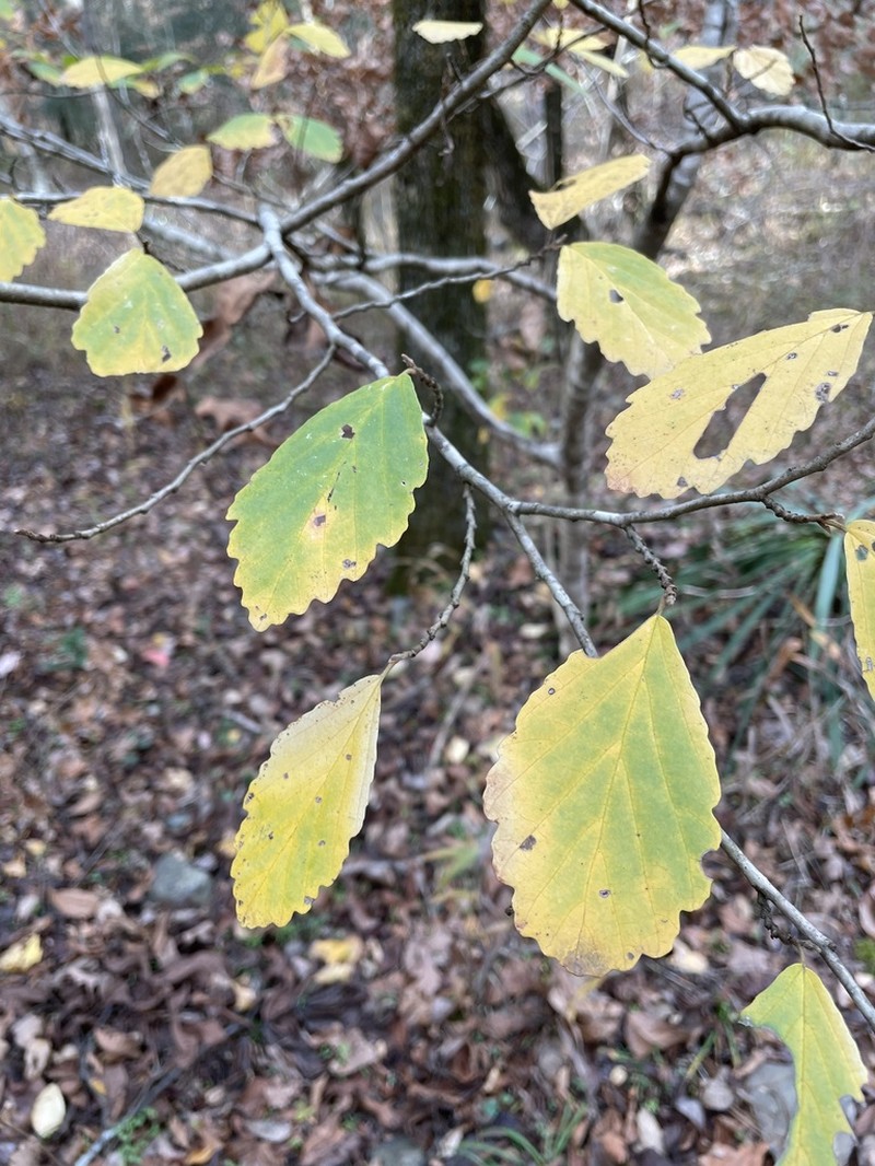 Ozark Witchhazel photo 7