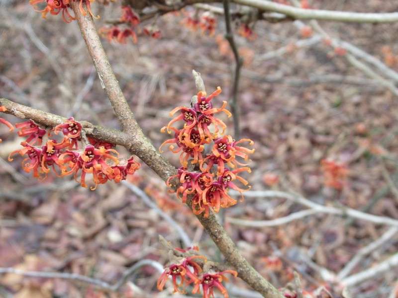 Ozark Witchhazel photo 8