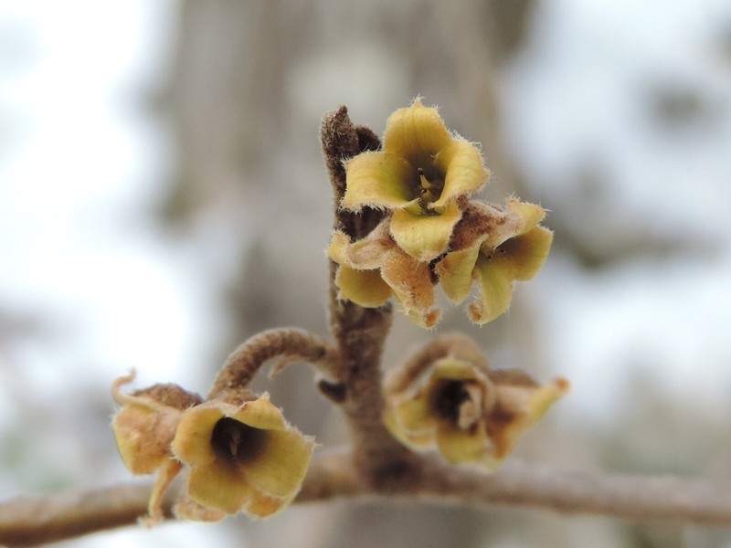 American Witchhazel