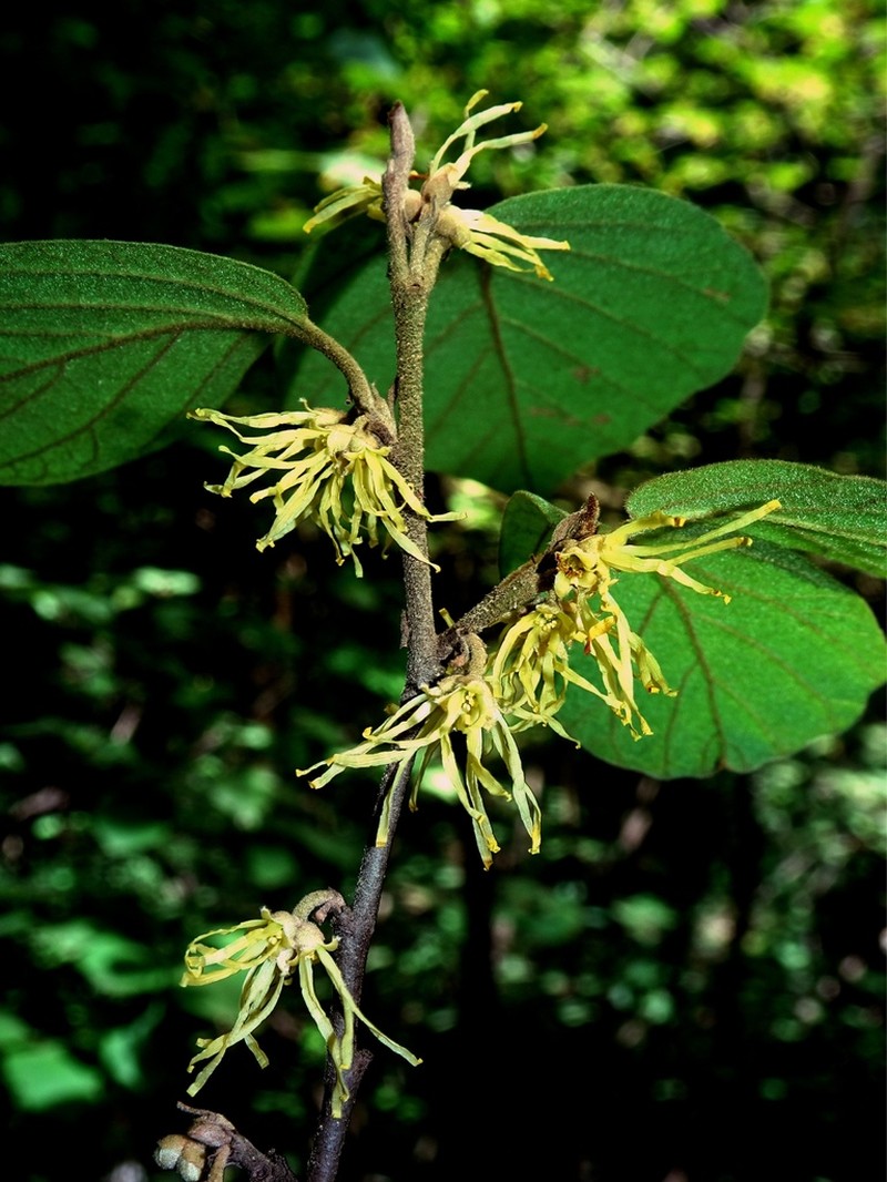 American Witchhazel photo 2