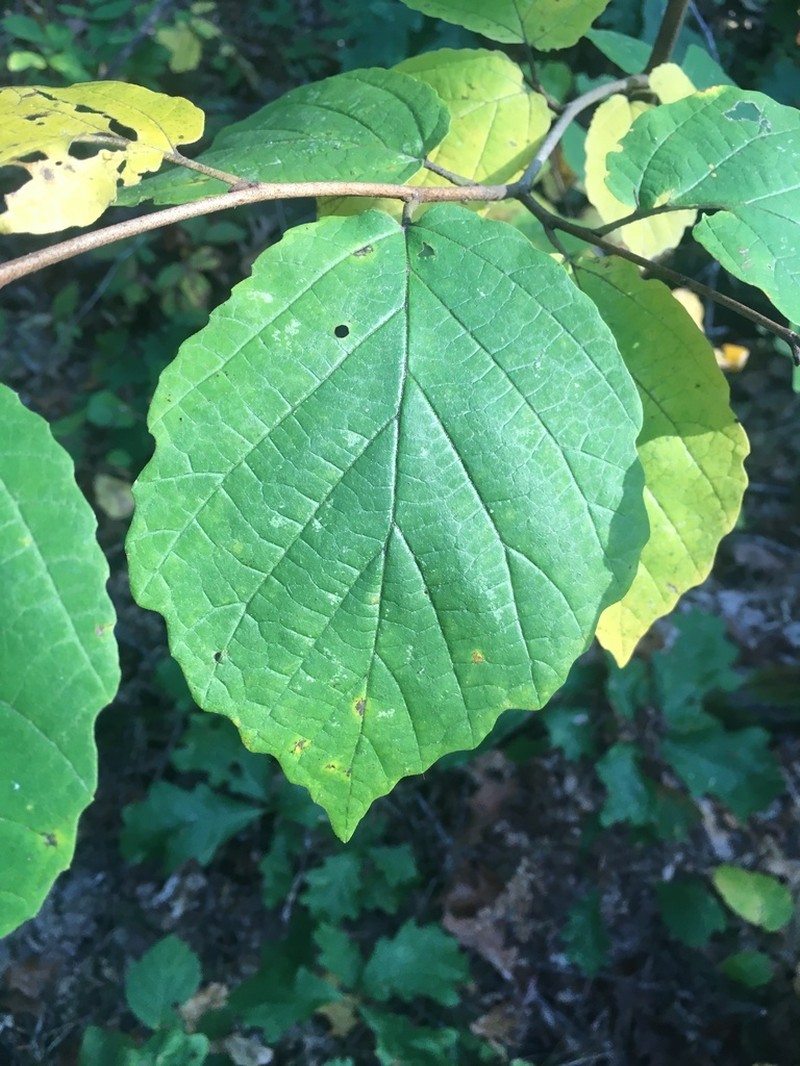 American Witchhazel photo 3