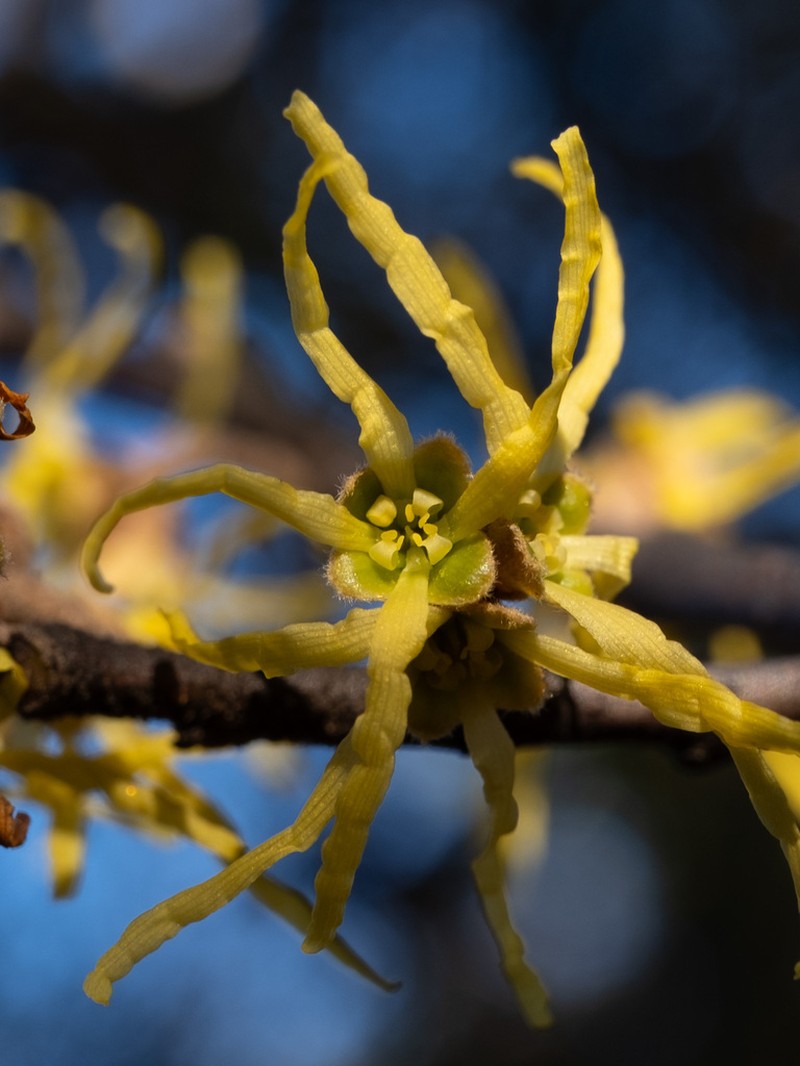 American Witchhazel photo 4