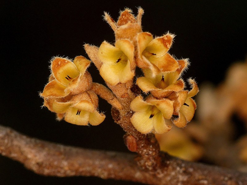 American Witchhazel photo 5