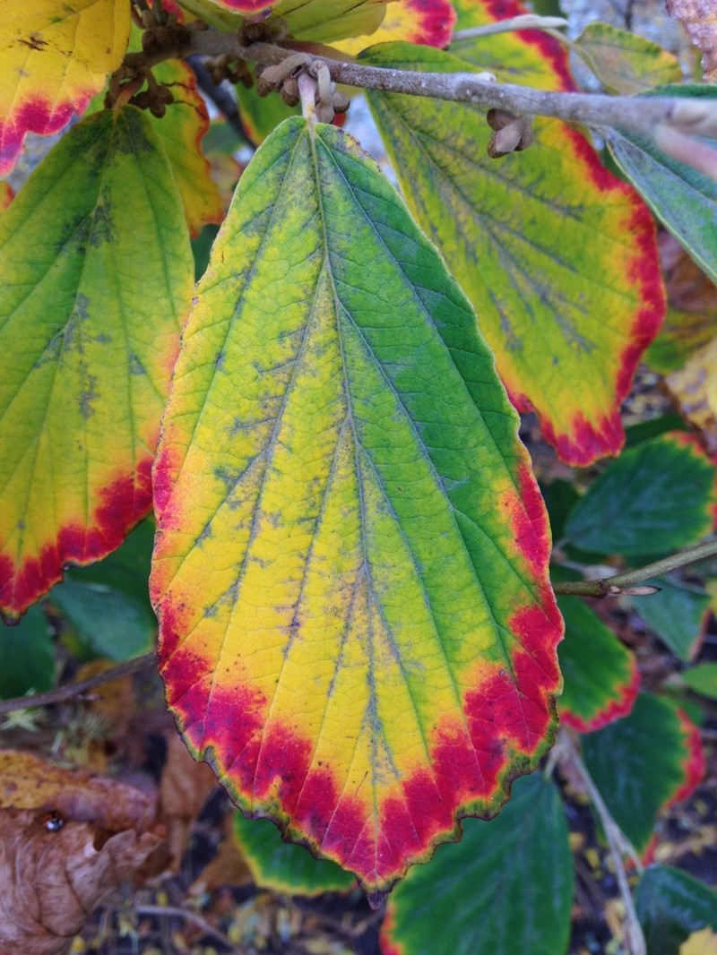 American Witchhazel photo 6