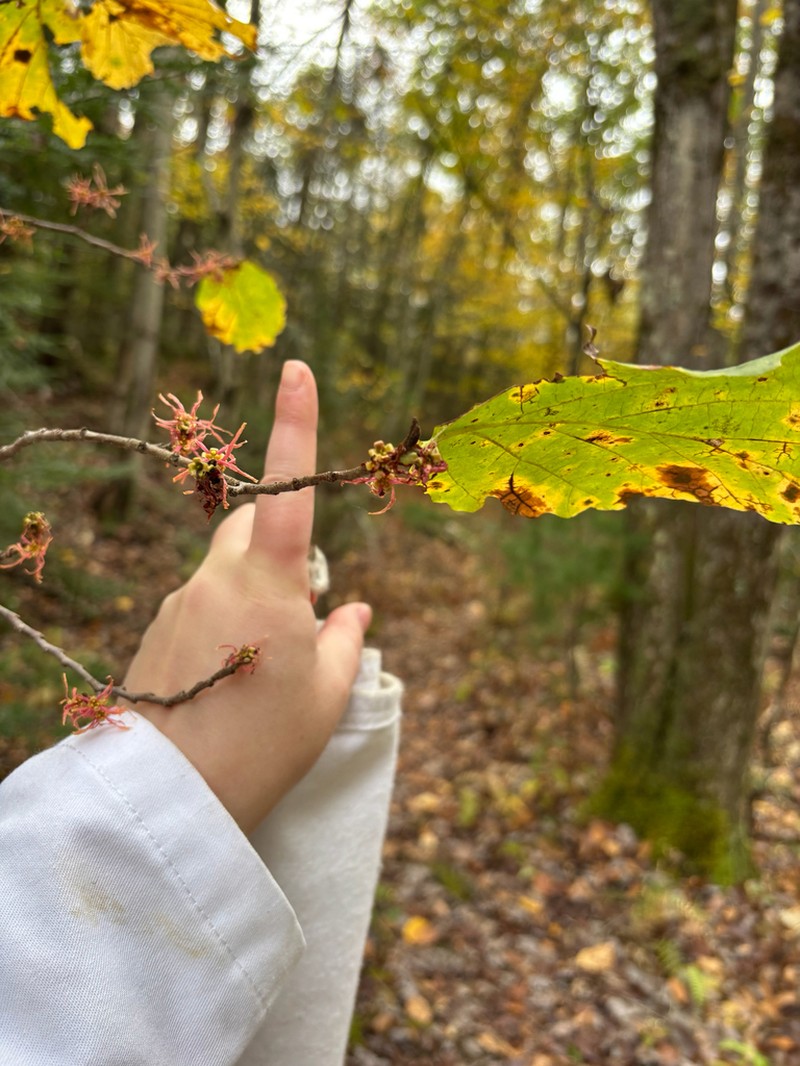 American Witchhazel photo 7