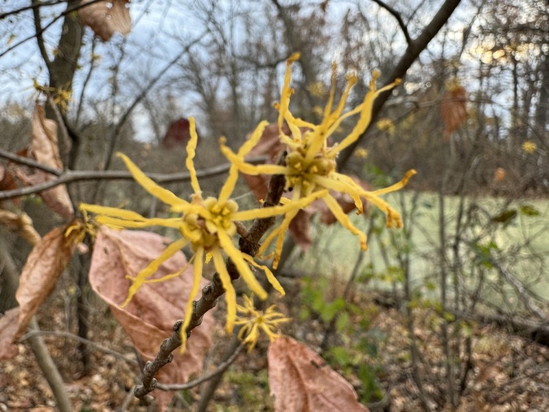 American Witchhazel photo 8