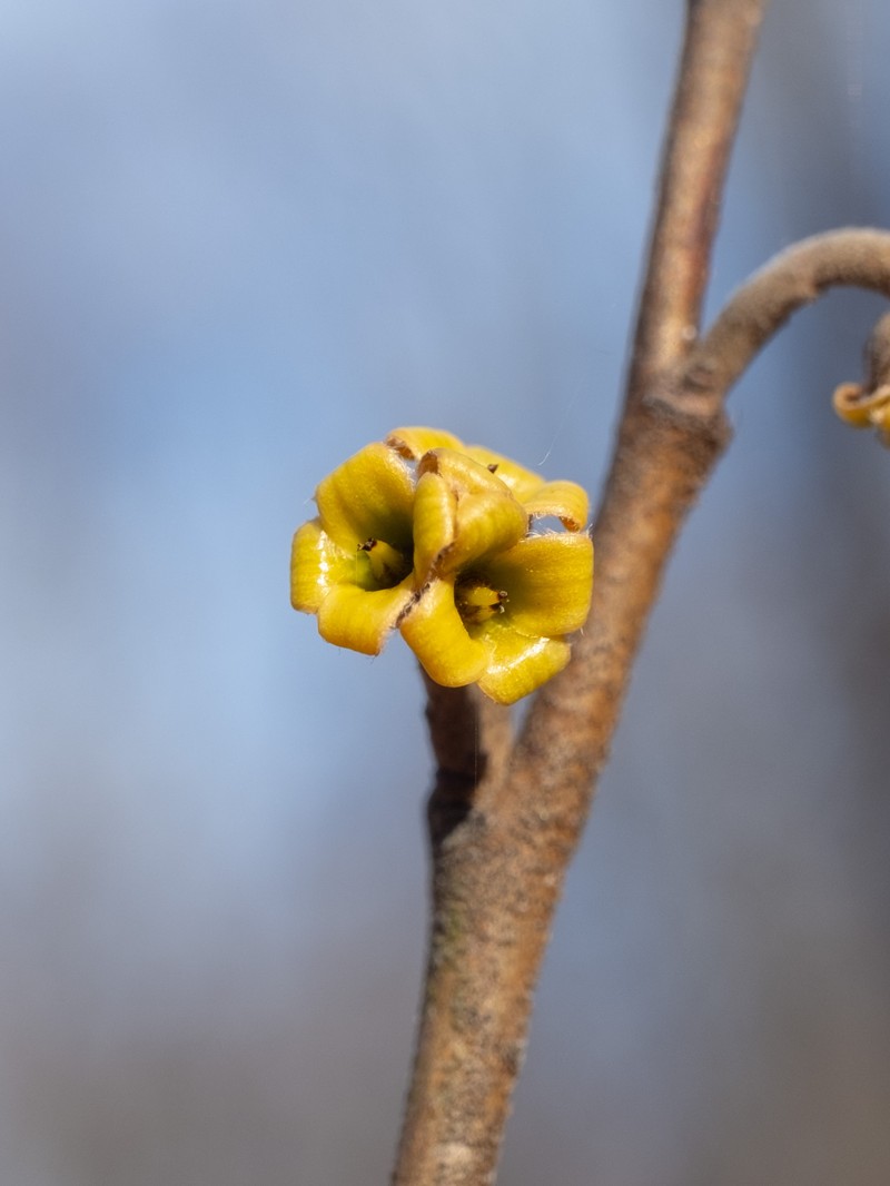 Hamamelis virginiana var. virginiana