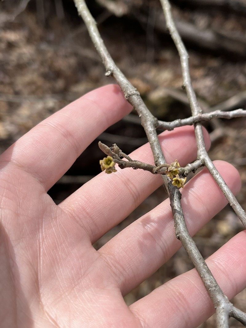 Hamamelis virginiana var. virginiana photo 2