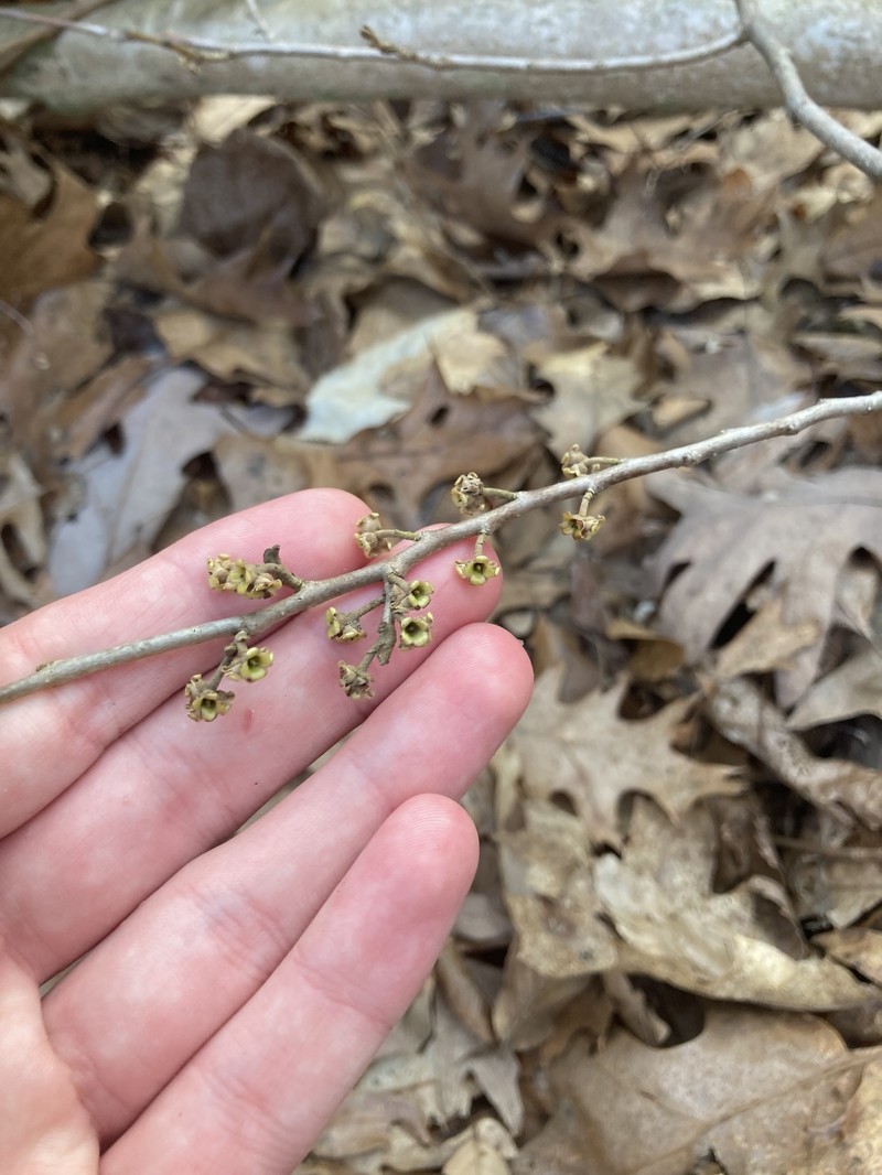 Hamamelis virginiana var. virginiana photo 3