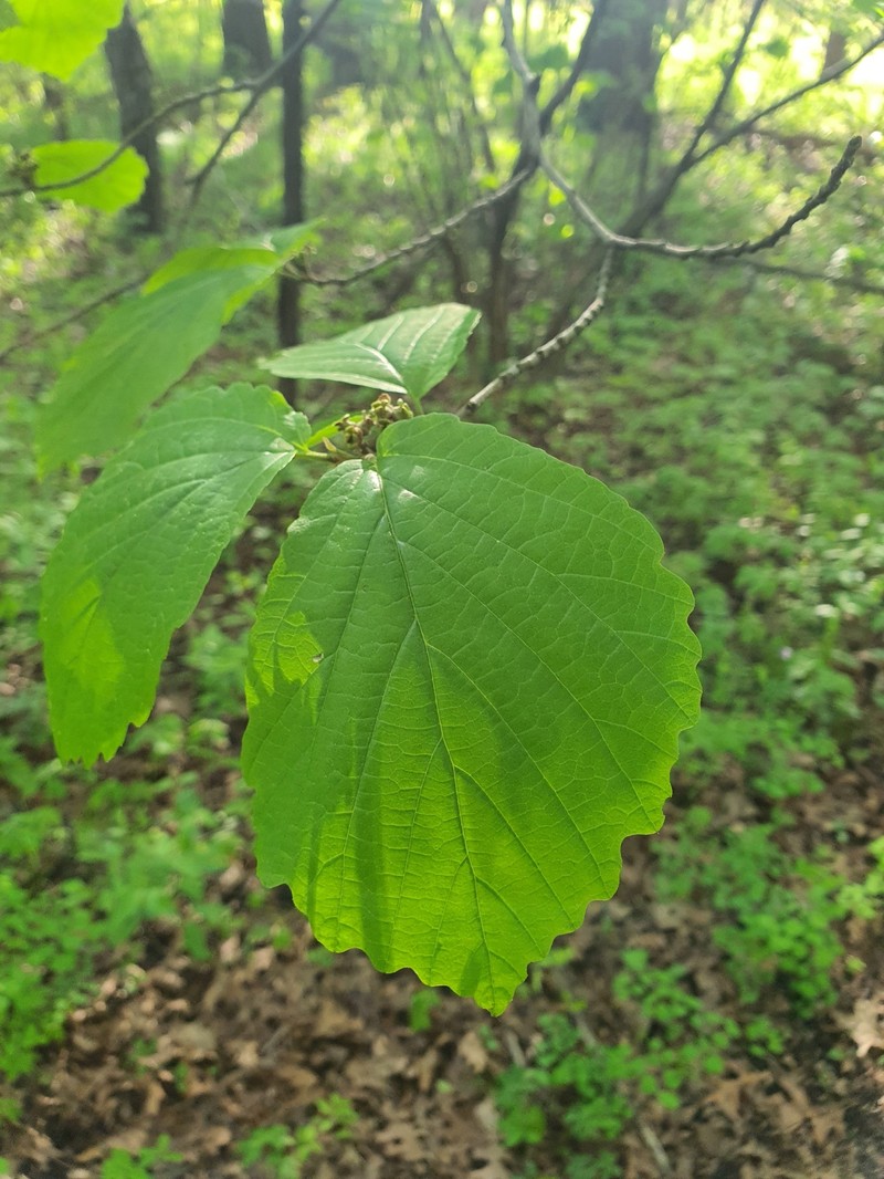 Hamamelis virginiana var. virginiana photo 4