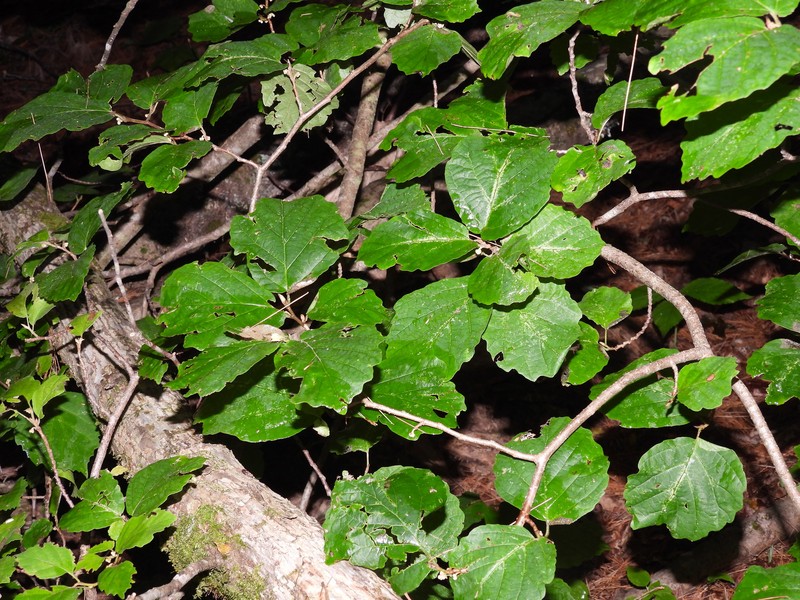 Hamamelis virginiana var. virginiana photo 6
