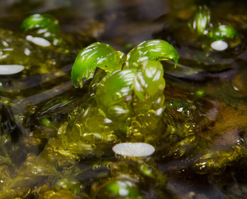 Lapland Hamatocaulis Moss