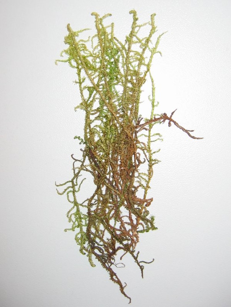 Hamatocaulis Moss
