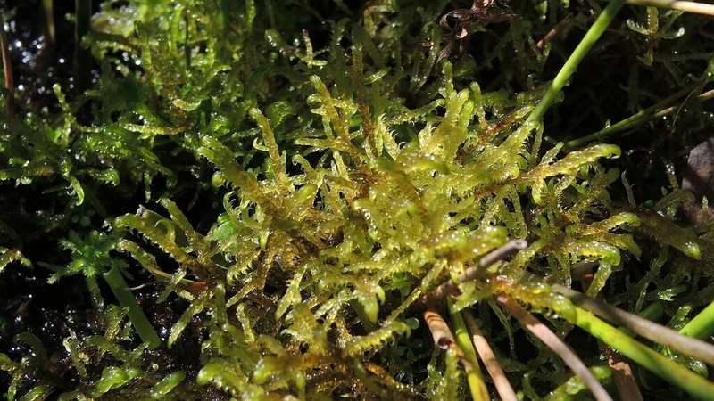 Hamatocaulis Moss