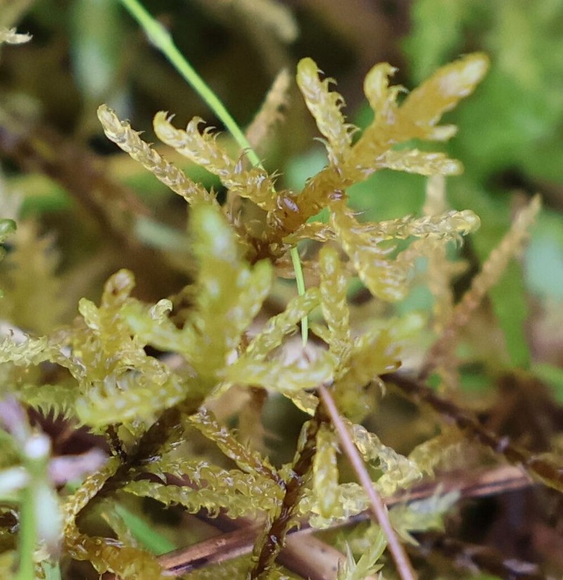 Hamatocaulis Moss photo 3