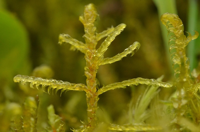 Hamatocaulis Moss photo 4