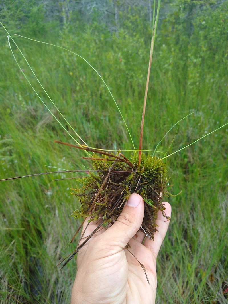 Hamatocaulis Moss photo 5