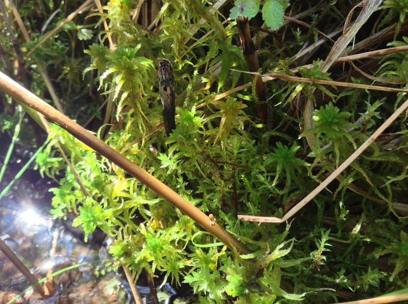Hamatocaulis Moss photo 7