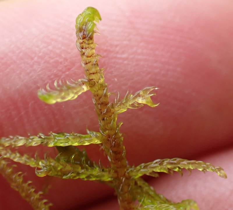 Hamatocaulis Moss photo 8