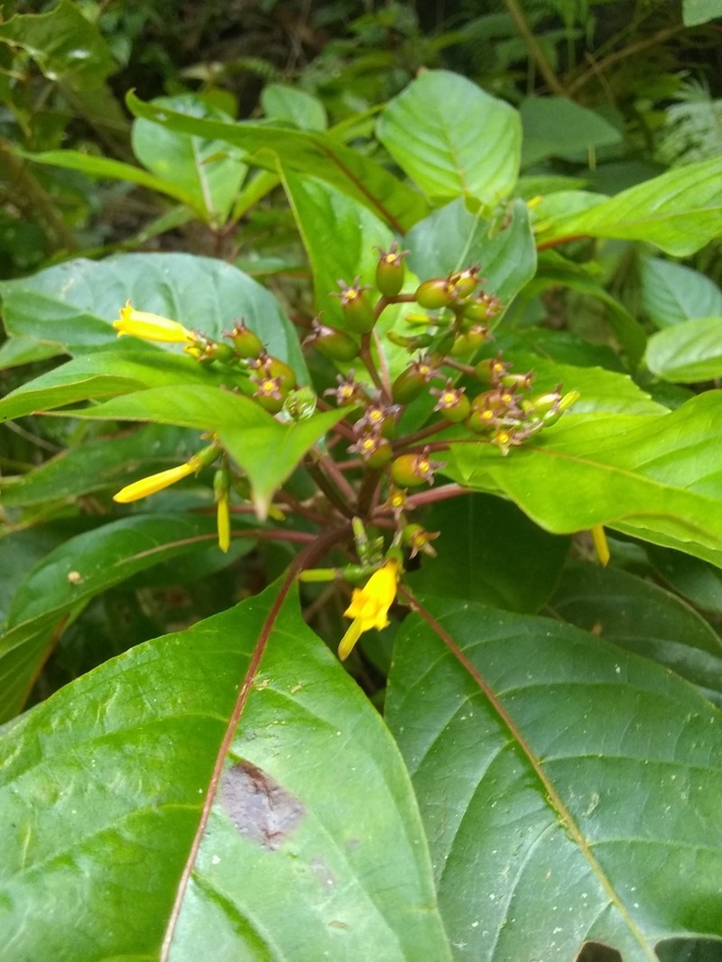 Balsamillo