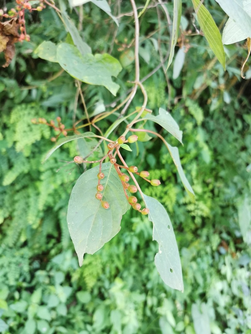 Scarletbush
