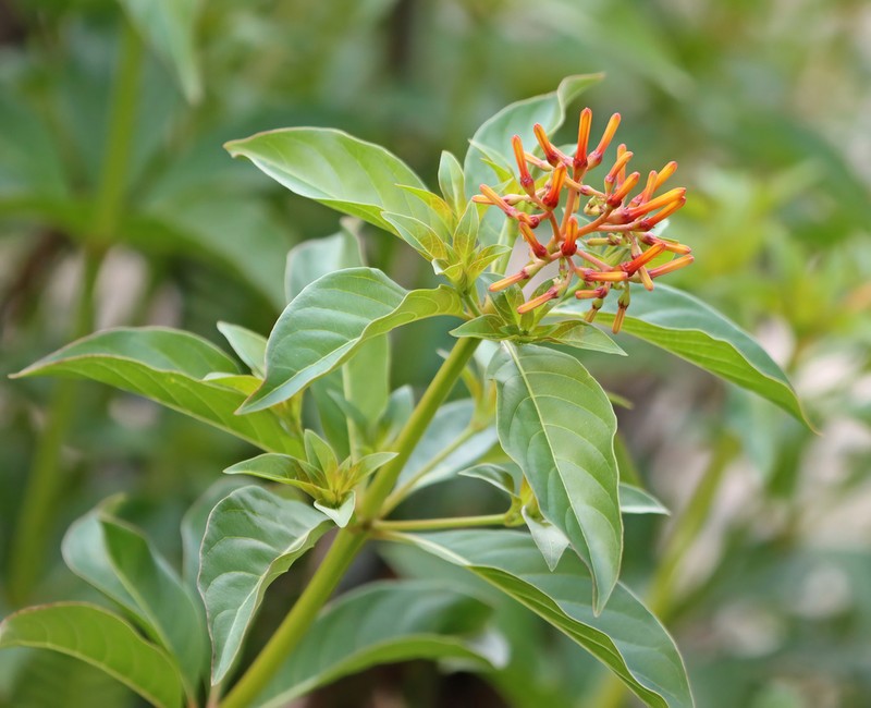 Scarletbush photo 2