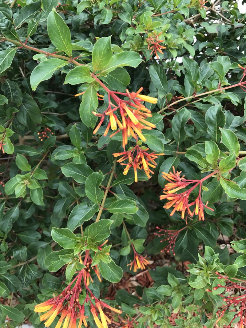 Scarletbush photo 3