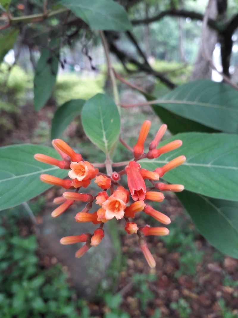 Scarletbush photo 4