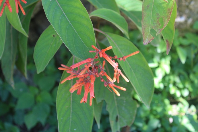 Scarletbush photo 5