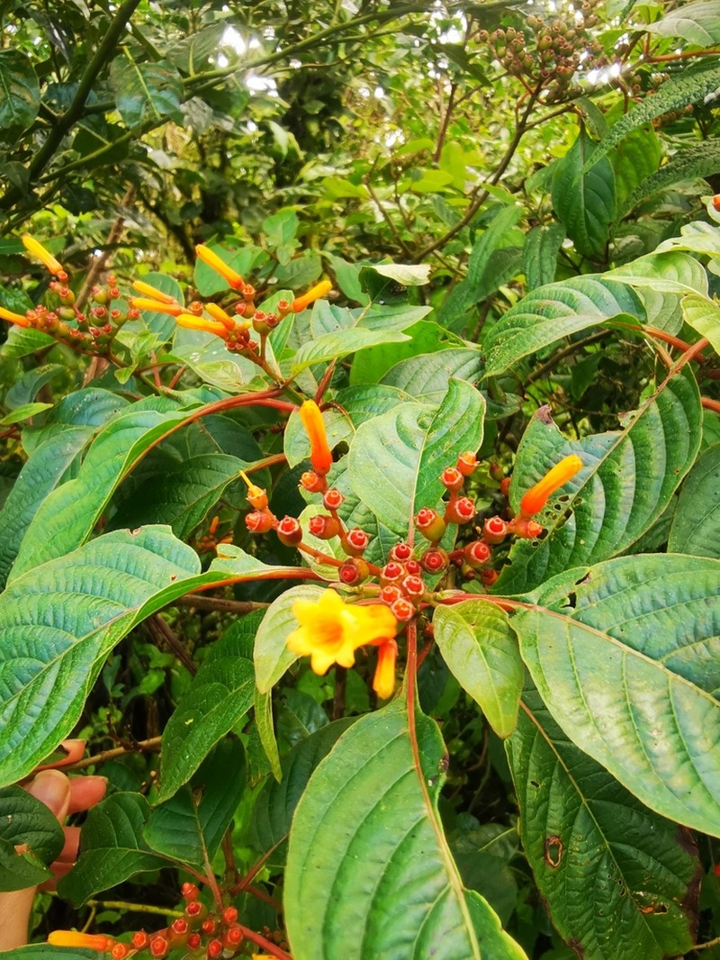 Scarletbush photo 6