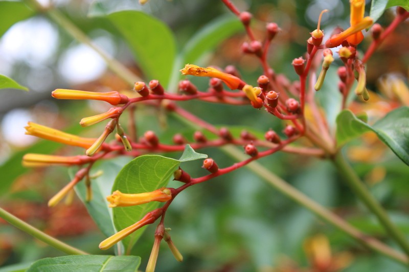 Scarletbush photo 8