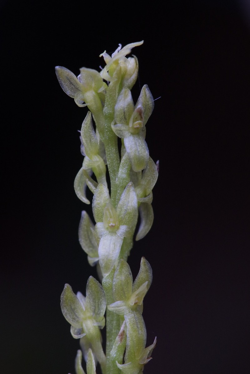 Bog Adder's-Mouth Orchid