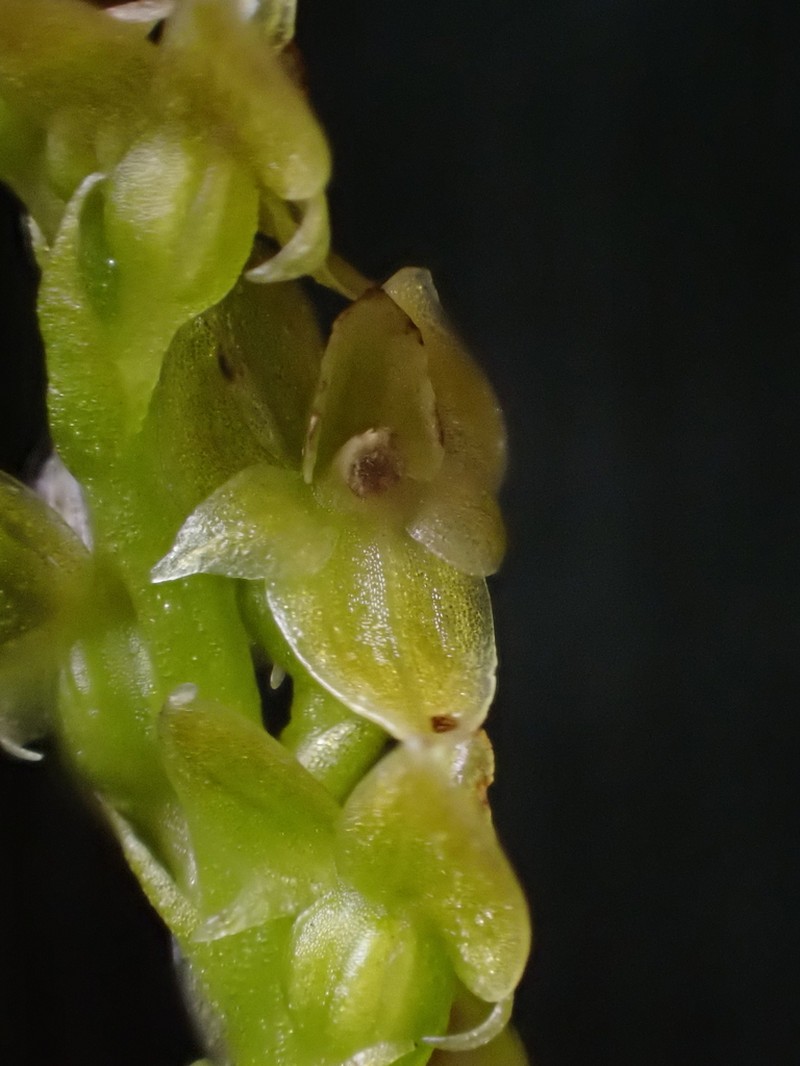Bog Adder's-Mouth Orchid photo 2