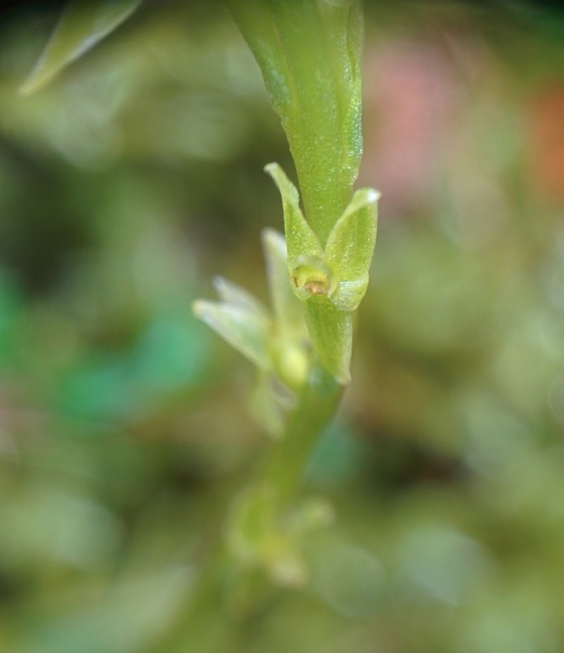 Bog Adder's-Mouth Orchid photo 3