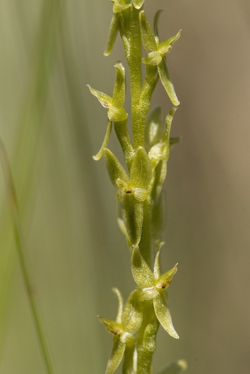 Bog Adder's-Mouth Orchid photo 4