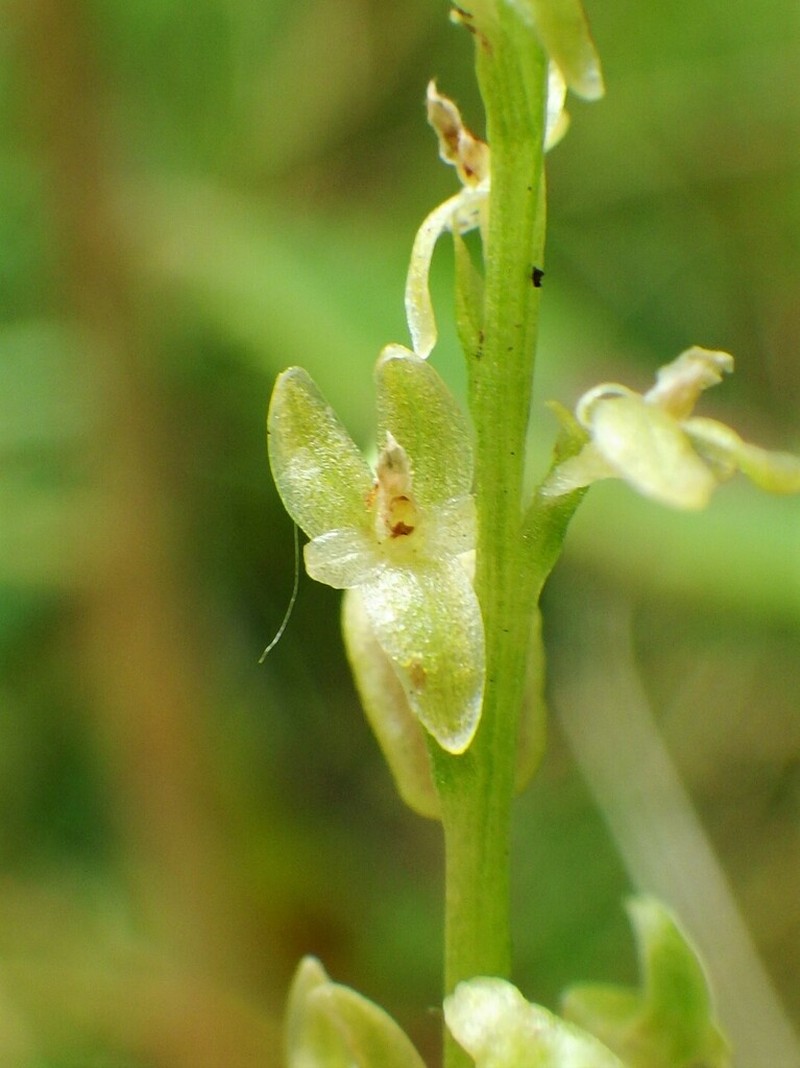 Bog Adder's-Mouth Orchid photo 5
