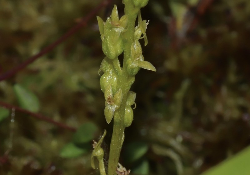 Bog Adder's-Mouth Orchid photo 6