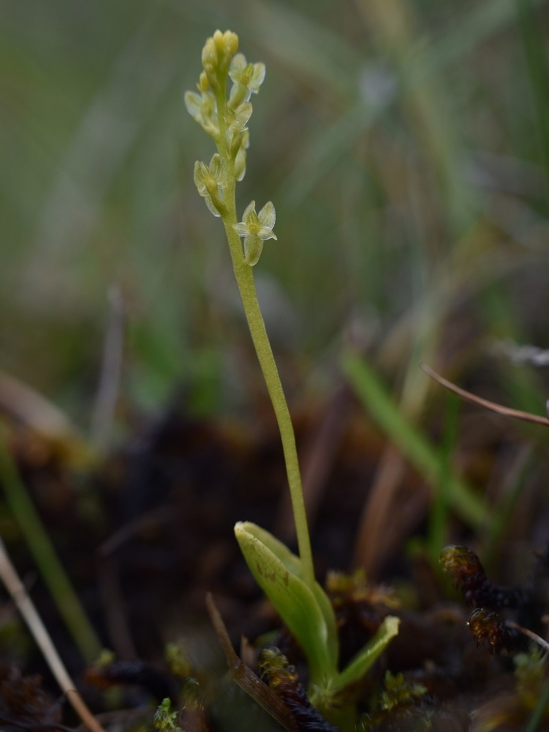 Bog Adder's-Mouth Orchid photo 7