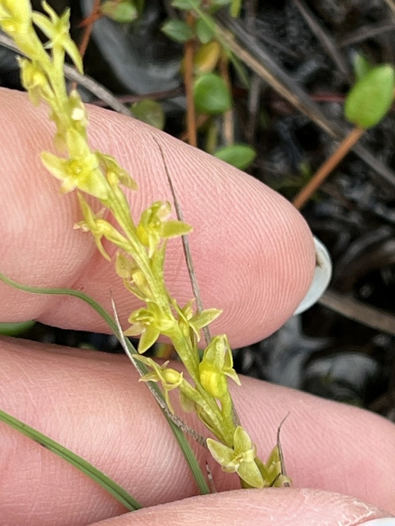 Bog Adder's-Mouth Orchid photo 8